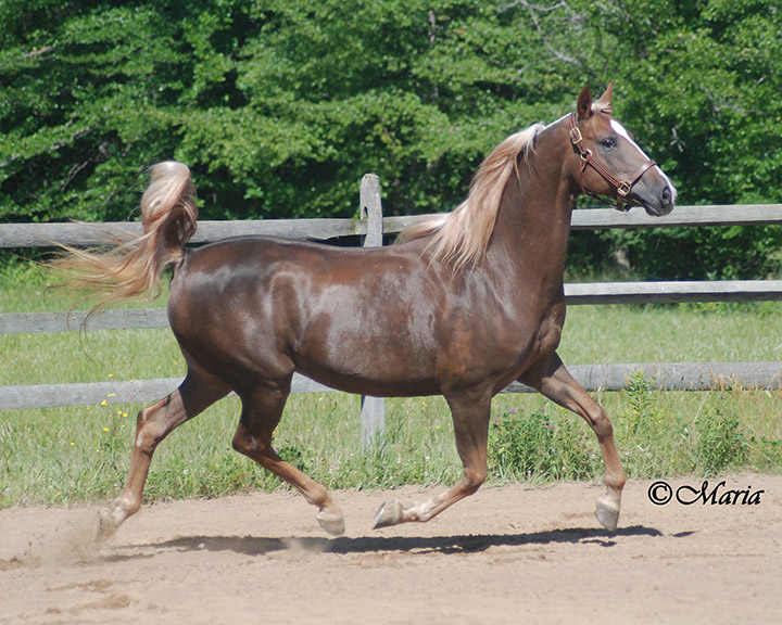 Deep flaxen chestnut morgan horse Essex Blonde Ambition sired by Play The Odds showcasing a floating morgan trot.