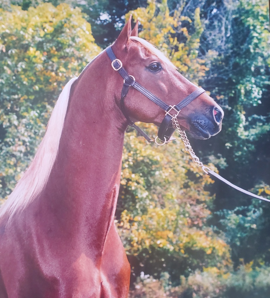 Flaxen chestnut Morgan horse stallion, Play The Odds, proudly arching his long neck and delicate ears. Play The Odds is owned by Bay Acres Morgan Farm.