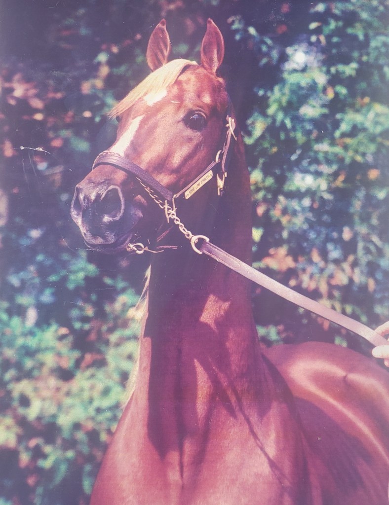 A head shot of morgan stallion Play The Odds looking proudly past the camera with ears pricked and nostrils flared.