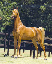 Flaxen chestnut morgan horse "As Time Goes By" sired by morgan stallion Play the Odds owned by Bay Acres Morgan Farm.