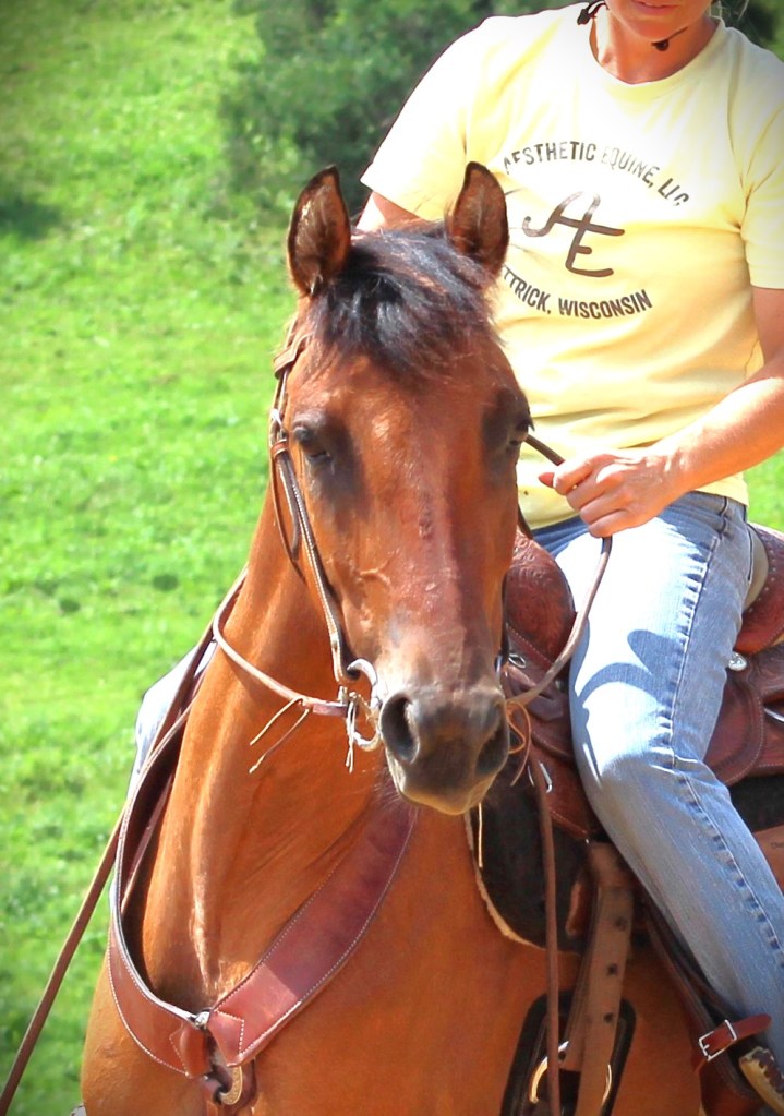 2018 Bay Dun morgan horse mare AES Black River Dun Rush owned by Bay Acres Morgan Farm in Billings, Montana