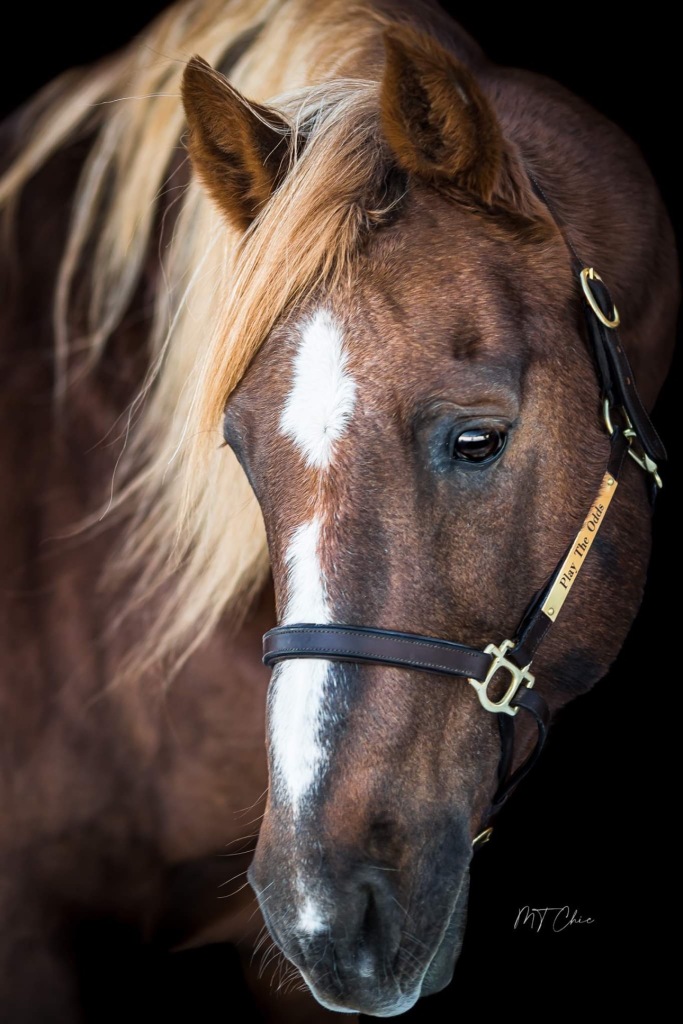 A 3/4 view head angle of flaxen chestnut morgan horse stallion Play The Odds owned by Bay Acres Morgan Farm.