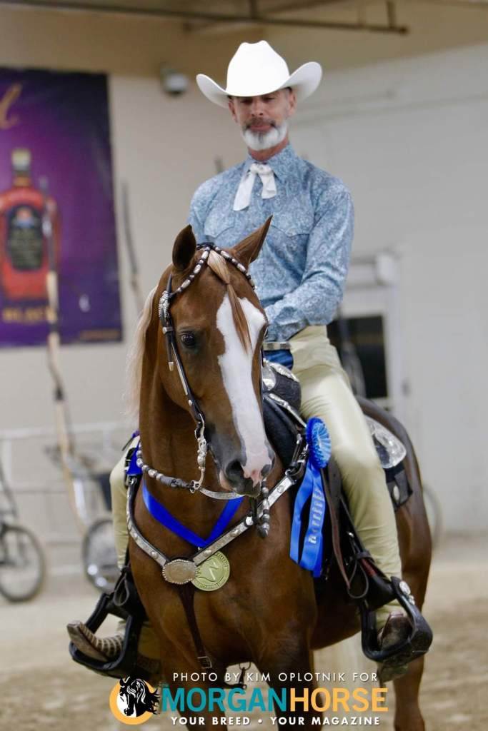 Morgan horse MLB Play It Again (Sired by Play The Odds) adorned in blue ribbons and silver plated western pleasure tack after winning a Champion Western Pleasure class.