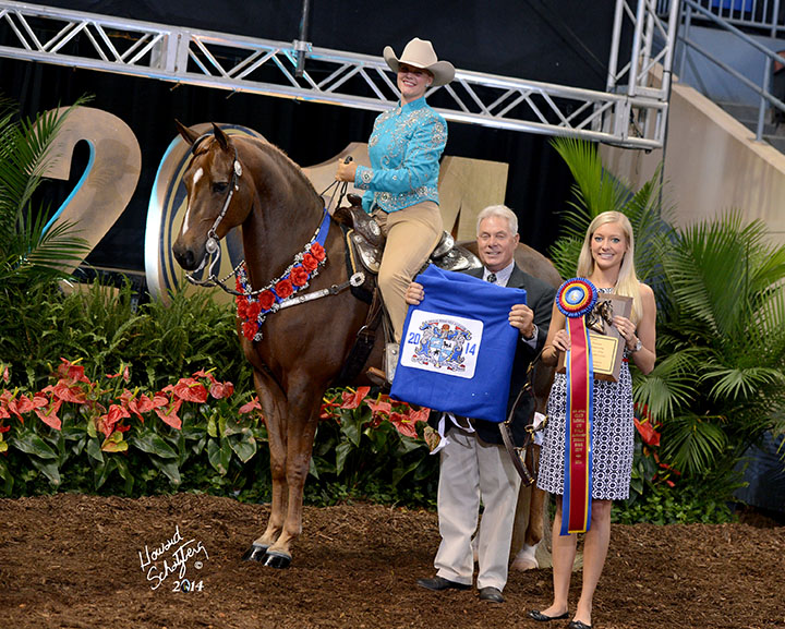 Chestnut morgan horse MLB Power Play GCH sired by Play The Odds poses in roses after winning a western pleasure world title championship at the 2014 American Morgan horse Grand Nationals in Oklahoma.
