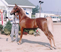 An older photo of Play The Odds owned by Bay Acres Morgan Farm, a shiny flaxen chestnut morgan stallion.