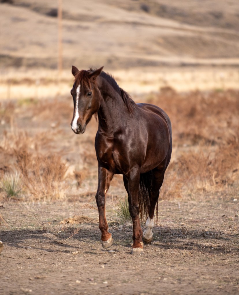 Liver chestnut morgan mare Child's Mission Impossible