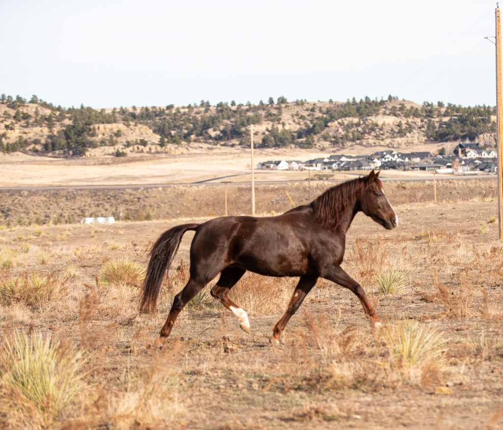 Liver chestnut morgan horse mare Child's Mission Impossible owned by Bay Acres Morgan Farm in Billings, Montana