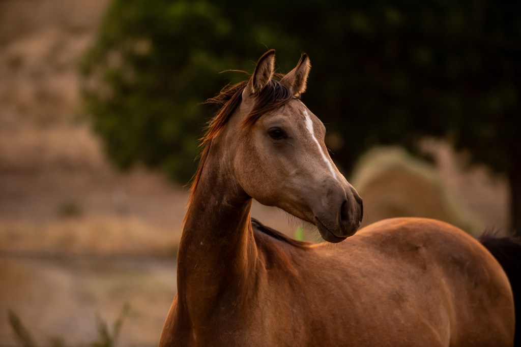 Buckskin morgan colt