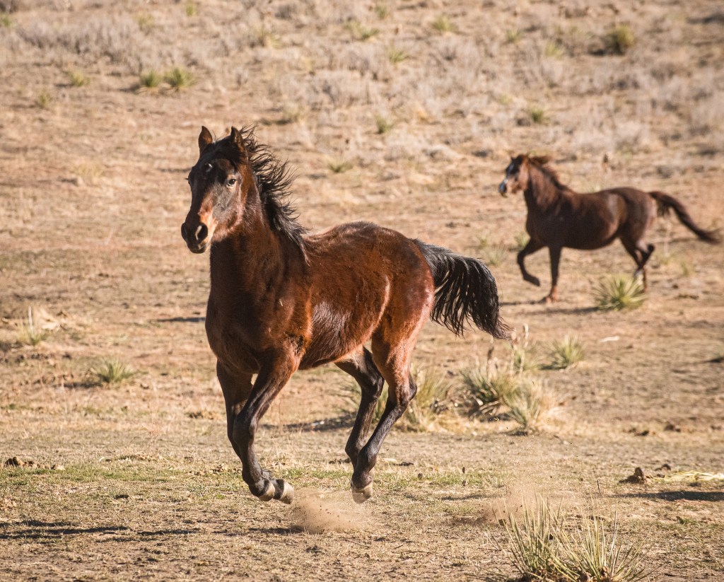Bay yearling morgan filly running in a field in montna